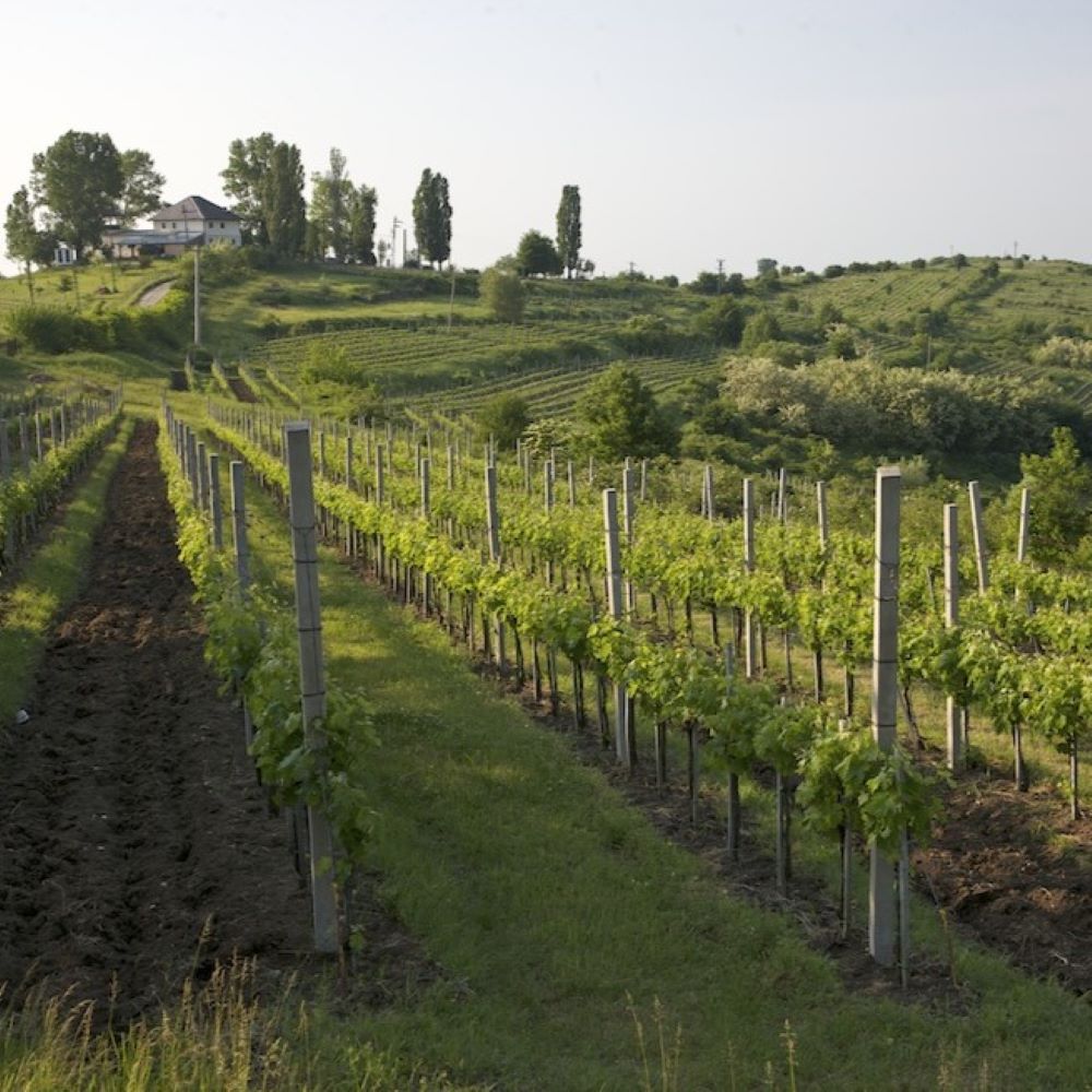 Crama Prince Știrbey